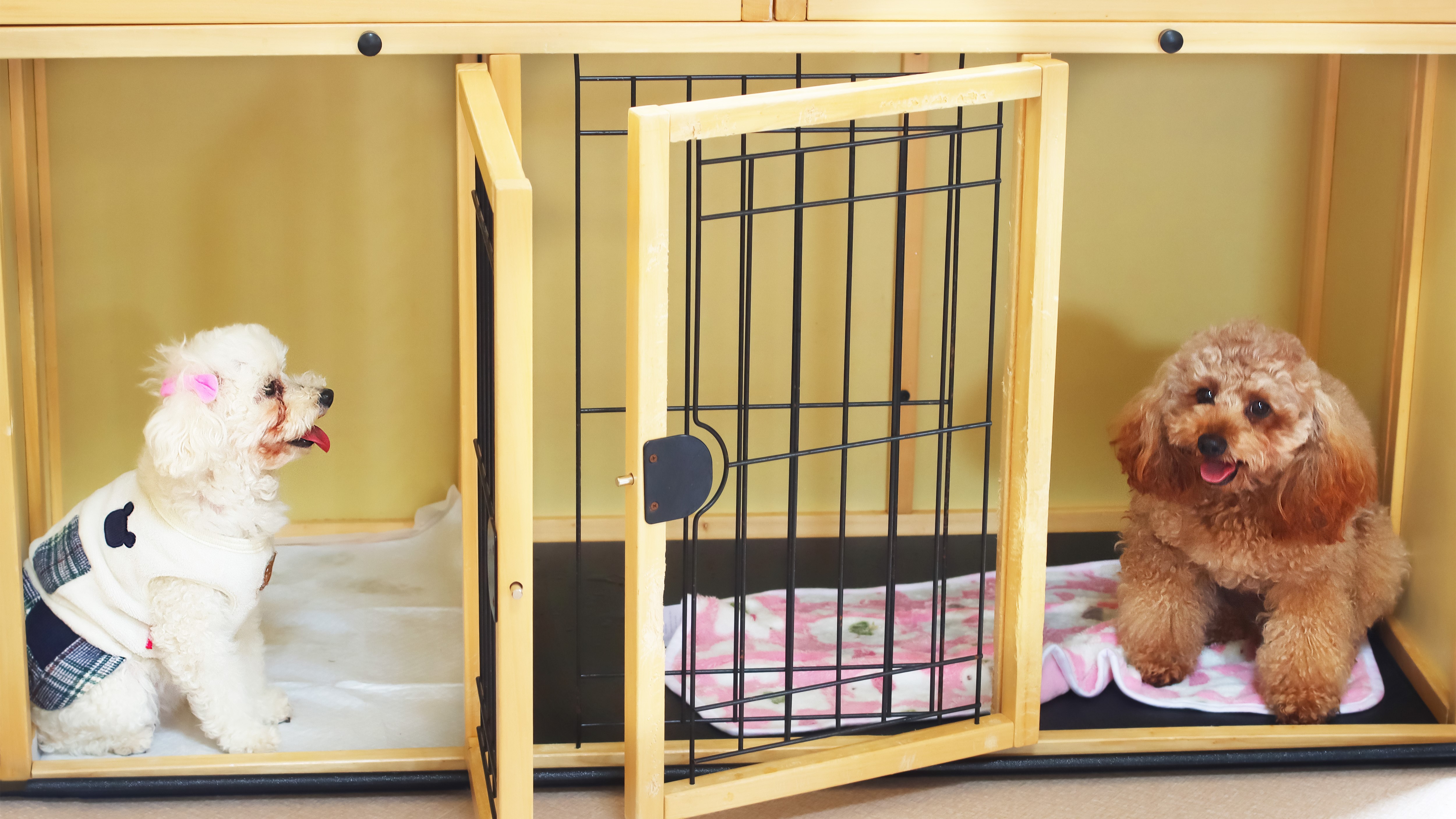 【ペット棟】ゲージは小型犬2匹程度入れる大きさです。