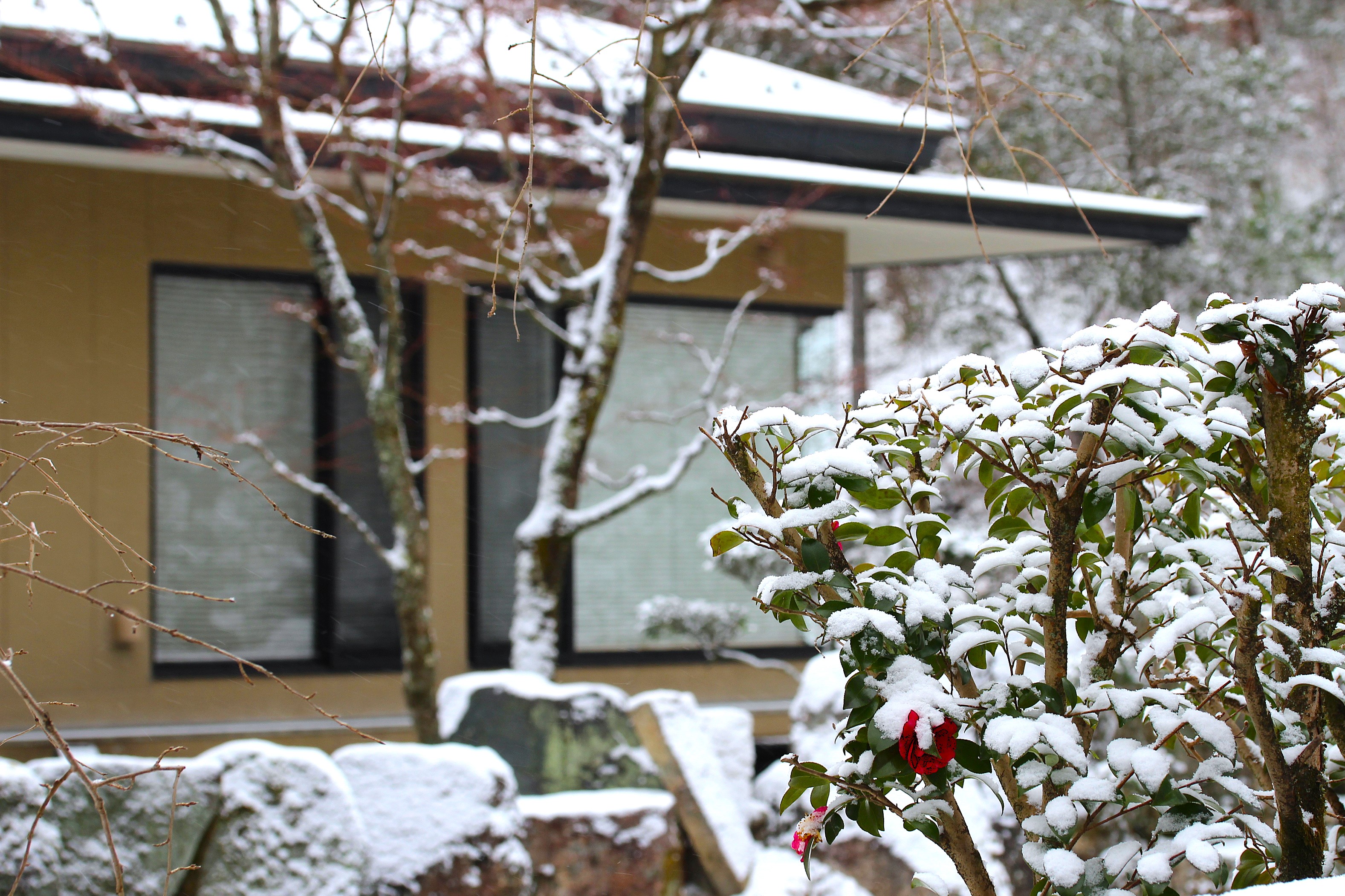 土岐市の宿 山神温泉湯乃元館 冬のお庭 椿 岐阜県 リラぎふ