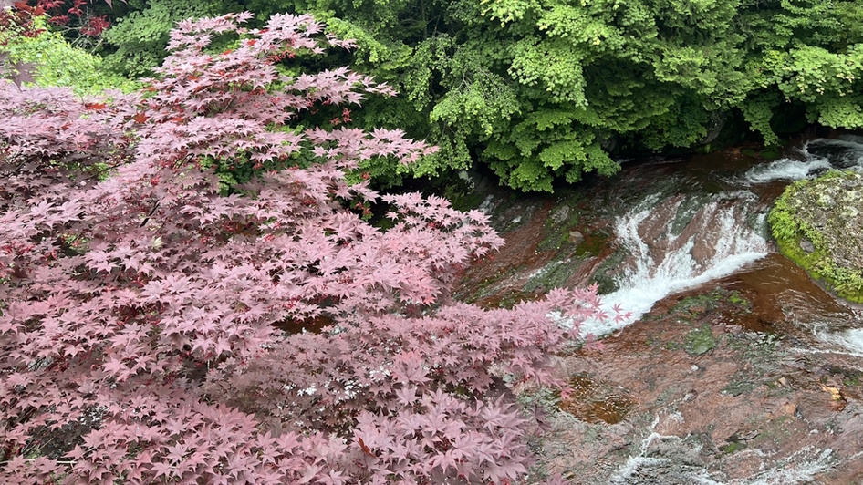 【春SALE】＜10％OFF＞温泉マニアも唸る！鉄炭酸泉を体験！2食付きを特別価格で販売！｜現金特価