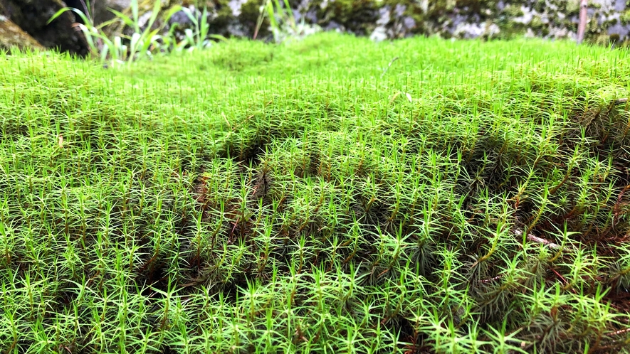 *【周囲の自然】苔の森（徒歩15分）