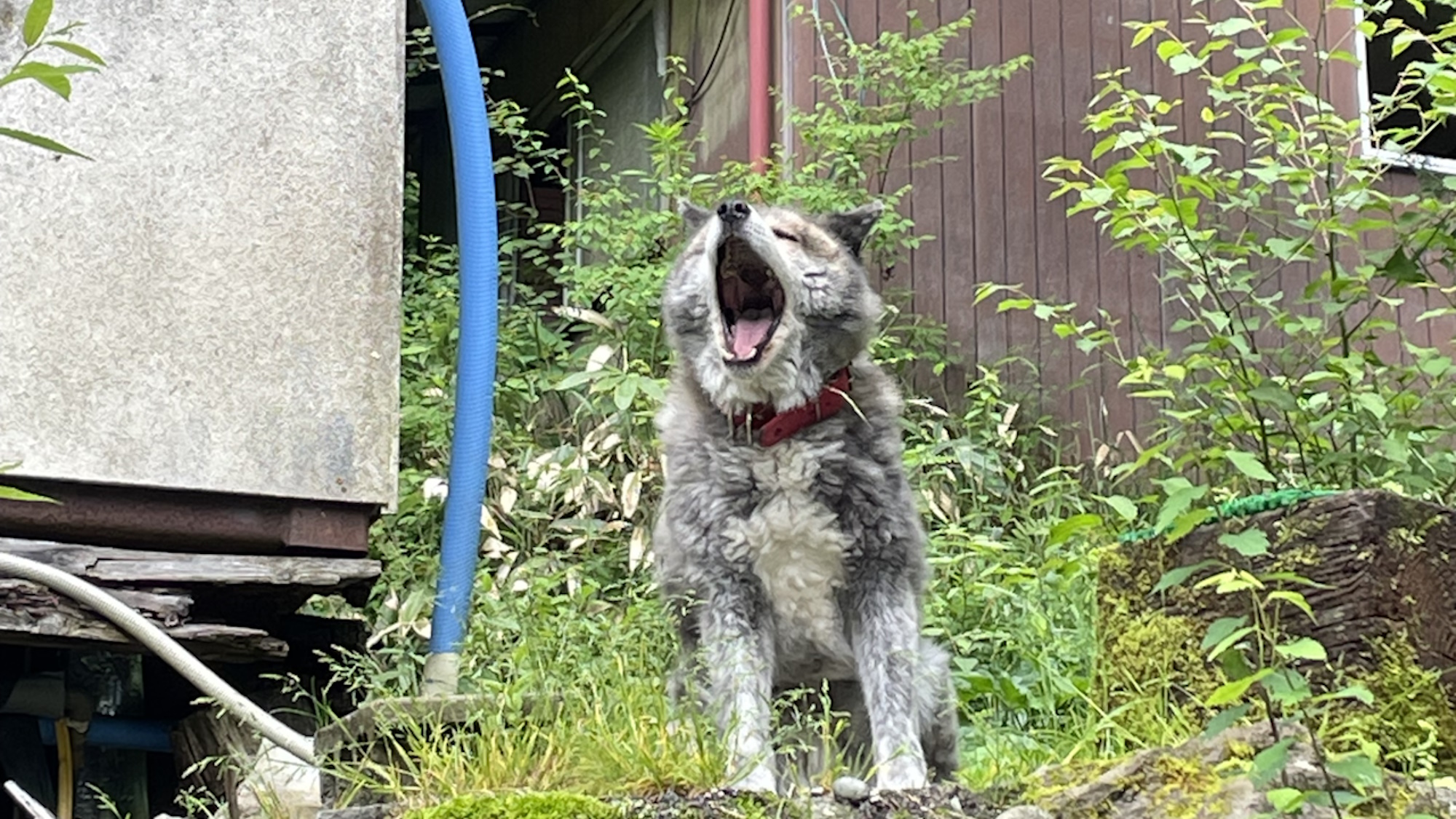 【その他】看板犬オカミ