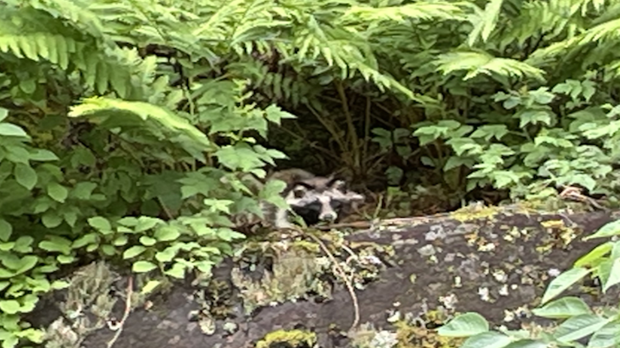 【その他】たぬきの寝床