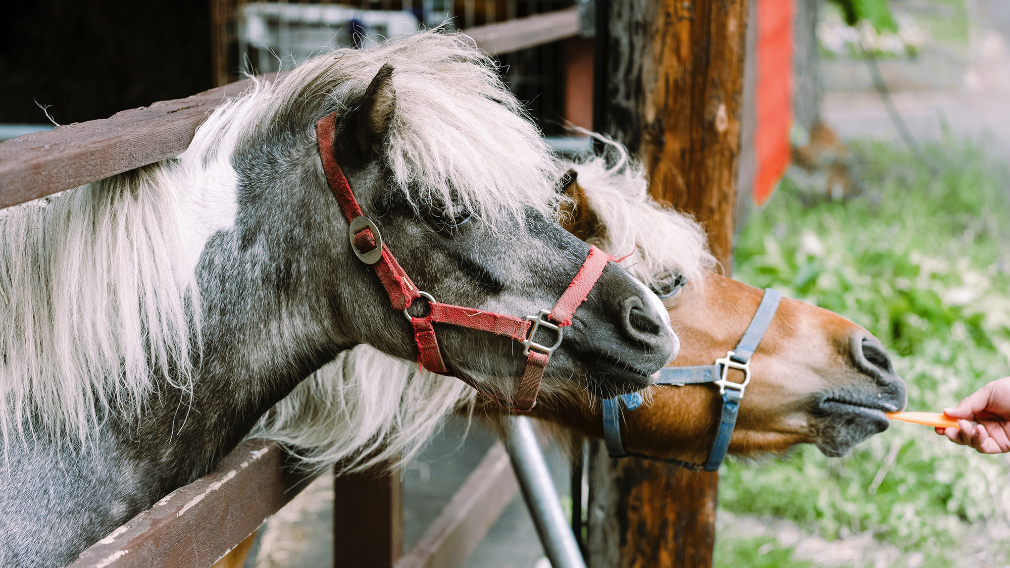 フェーリエンドルフの森に住むポニーたちは優しく穏やかな性格の人気者