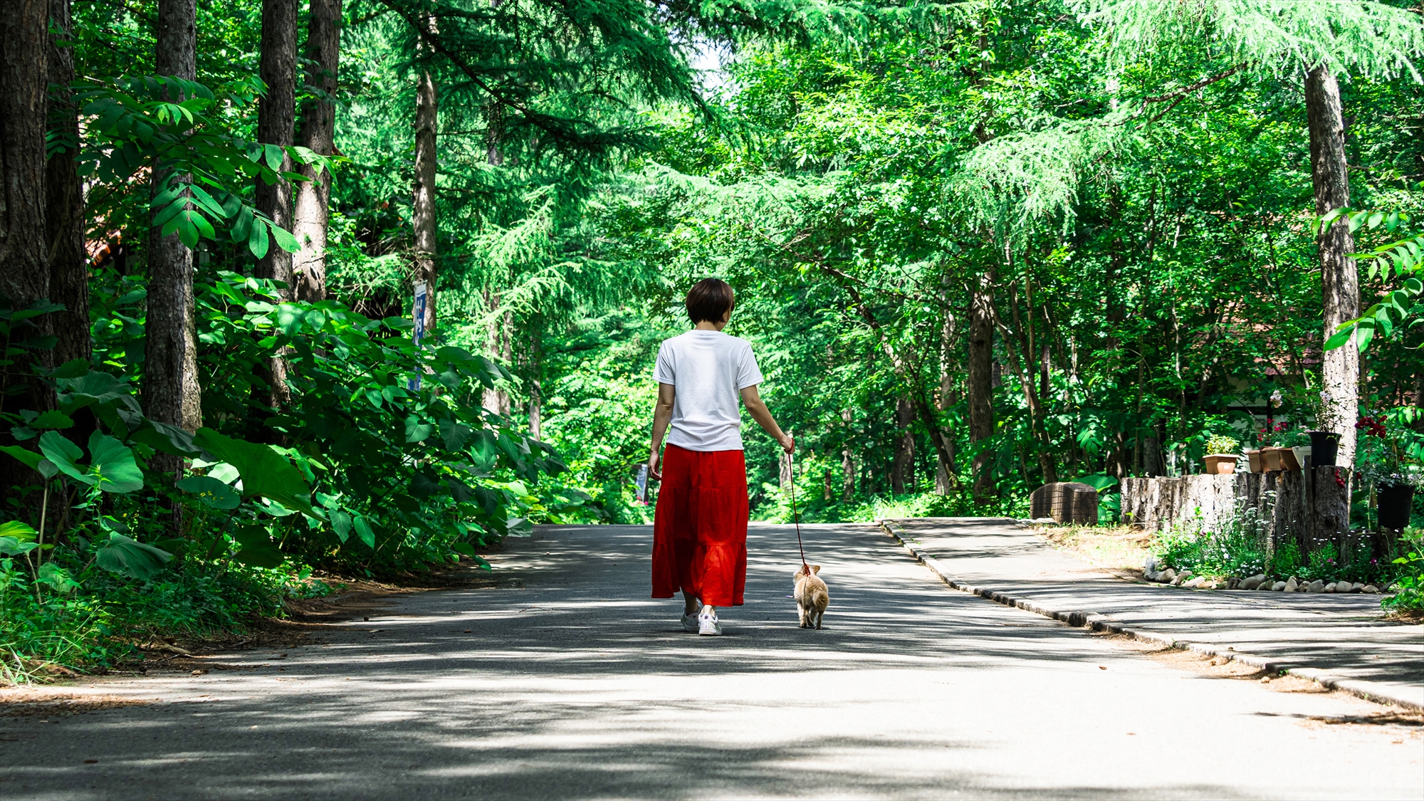 【フェーリエンドルフの森】