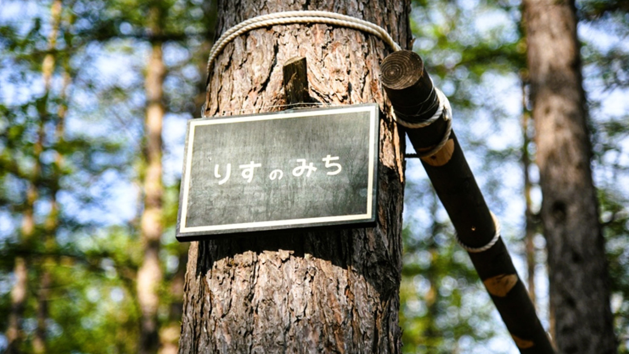 フェーリエンドルフの森を歩いていると、リスや野鳥などが顔を出します
