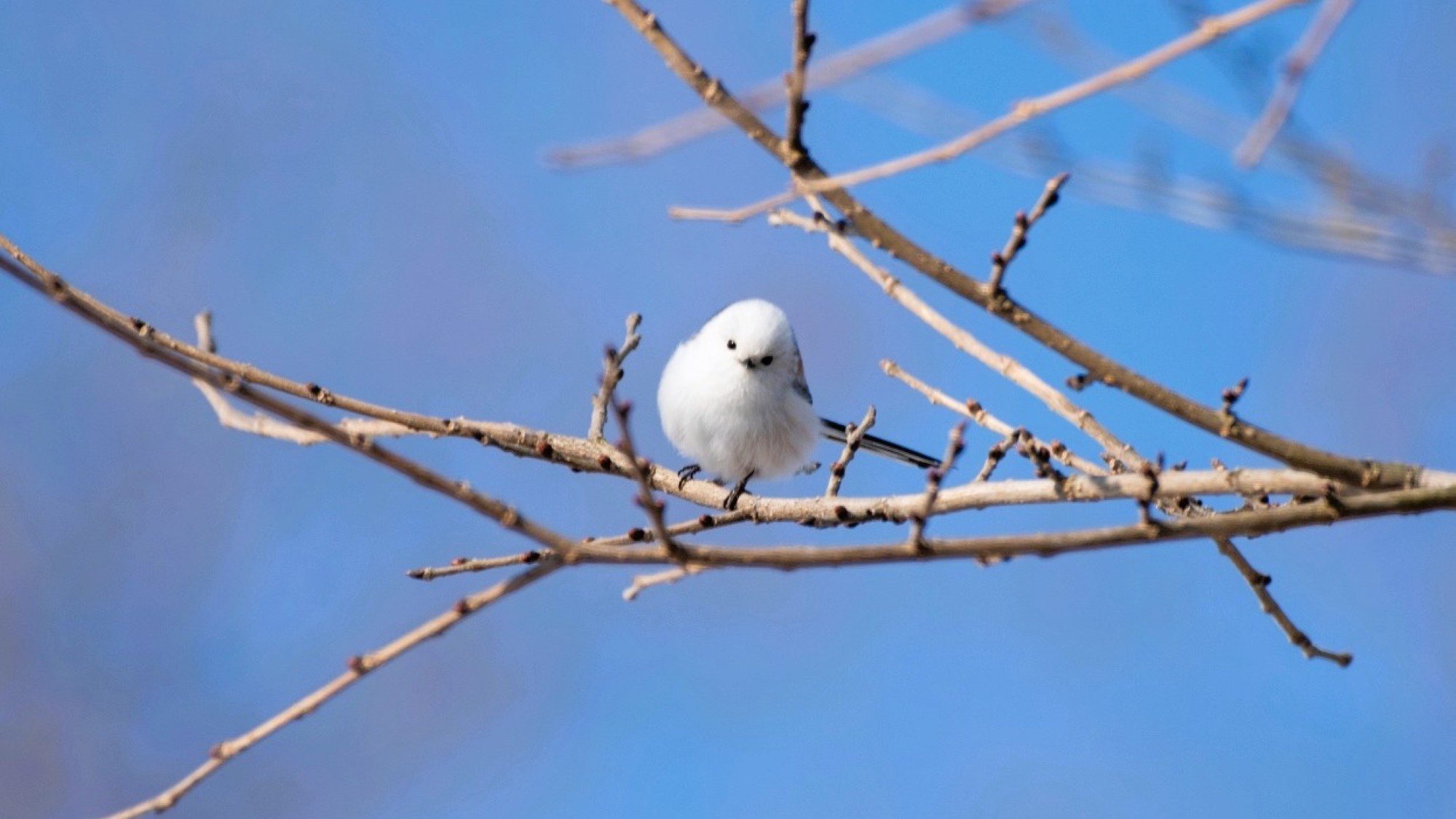 フェーリエンドルフの森を歩いていると、シマエナガなどが顔を出します