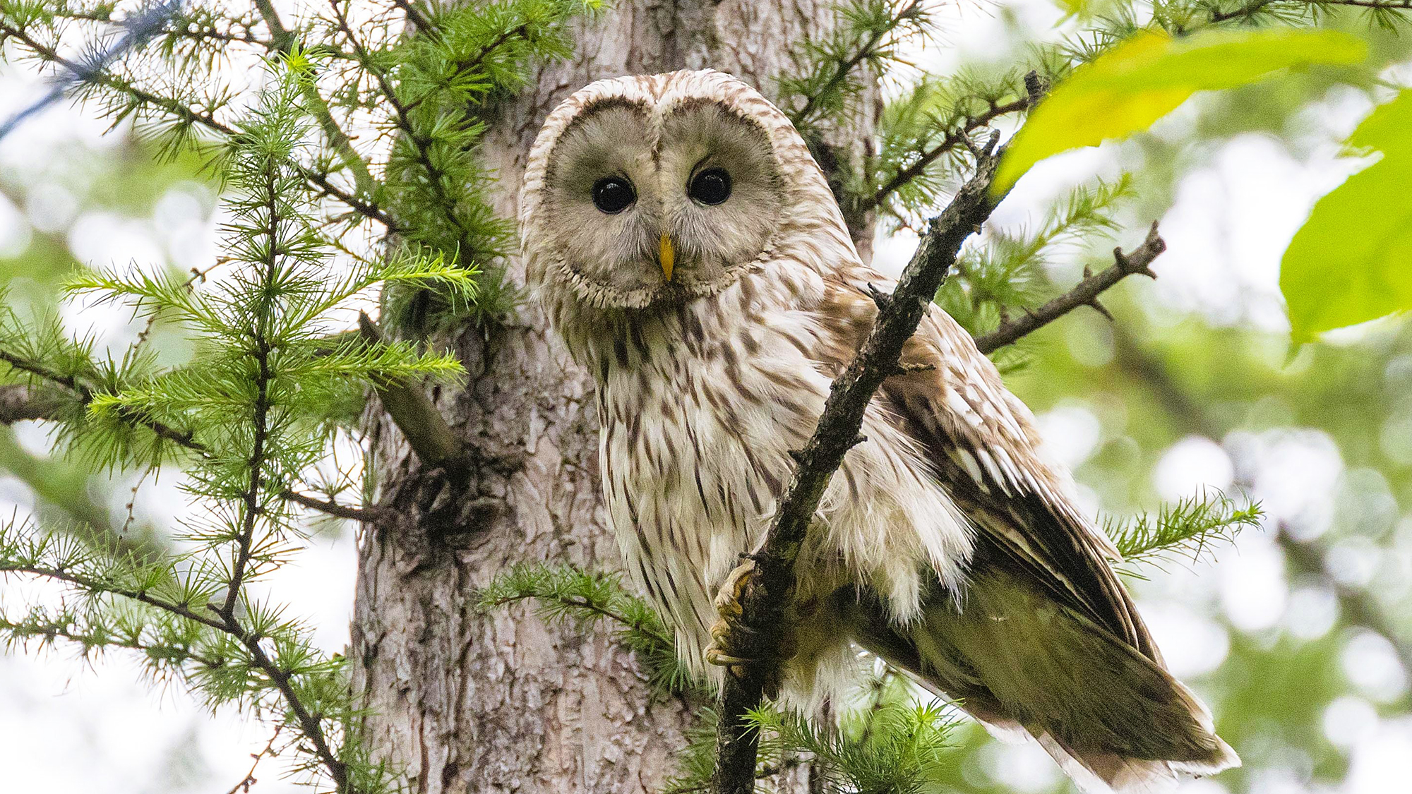 【フェーリエンドルフの動物】