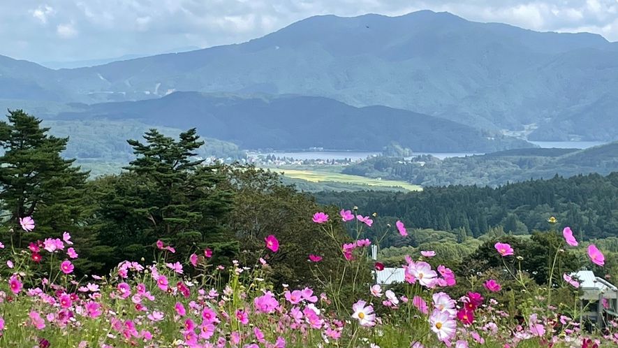 *周辺（黒姫高原コスモス園）/一面に咲く花々と信州の山々と野尻湖を望む眺望