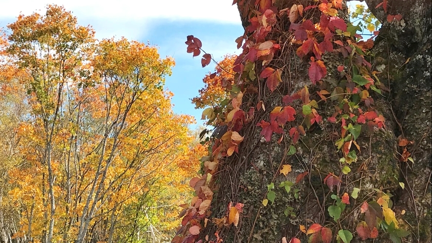 *周辺（紅葉）/ブナ・カラマツ・シラカバなどの様々な色合いの紅葉を楽しむことができます