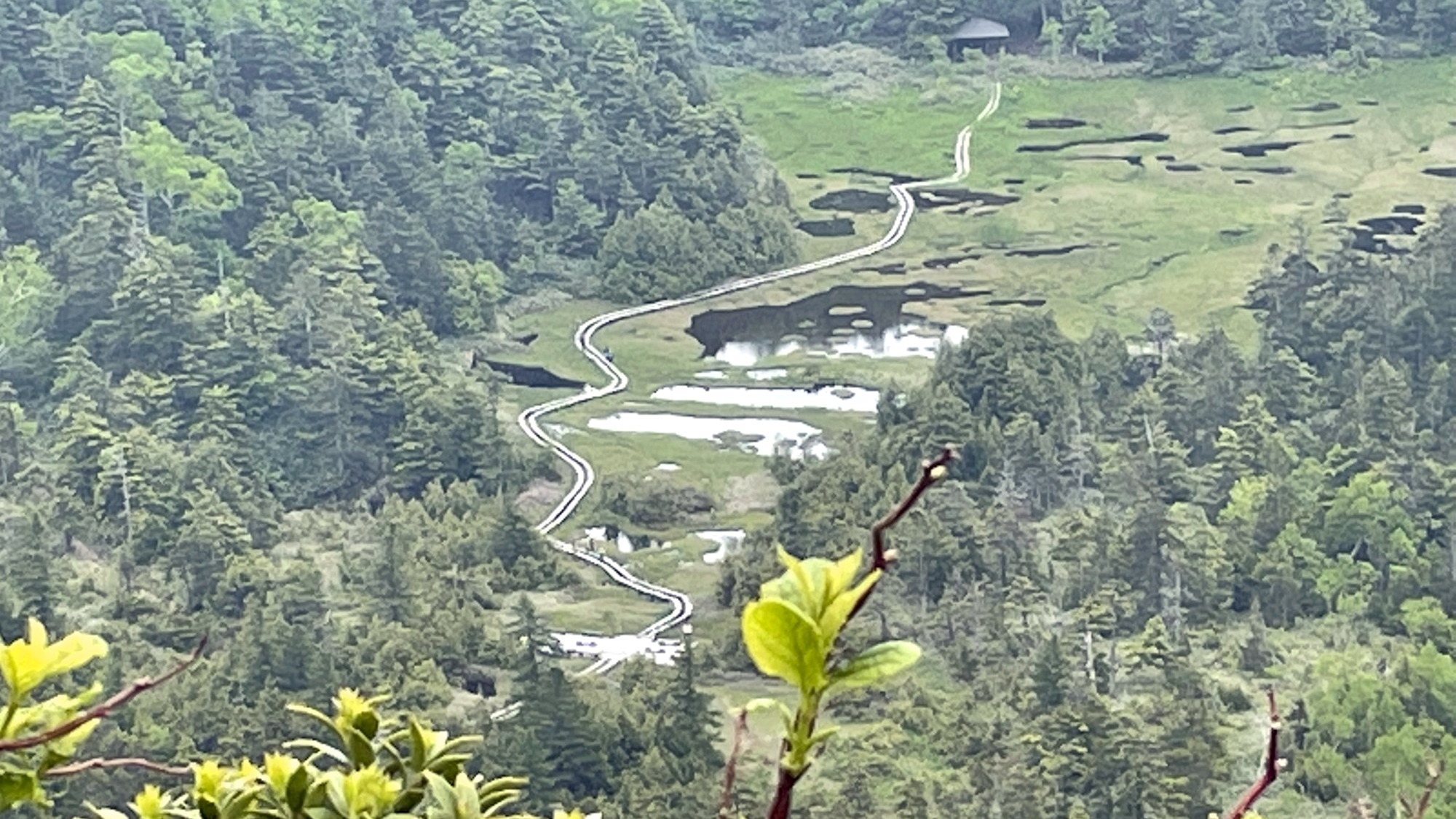 *周辺（志賀高原）/森の中に位置する四十八池ではたくさんの湿原植物を見ることができます