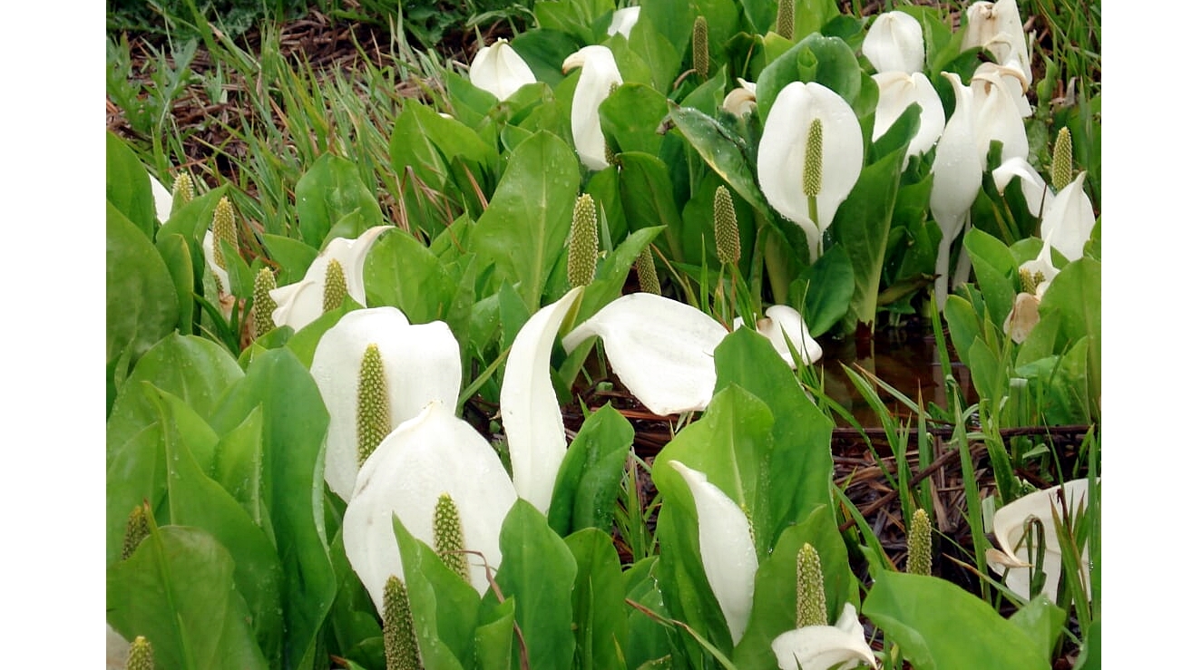 *周辺（水芭蕉）/湿原には沢山の水芭蕉が花開きます