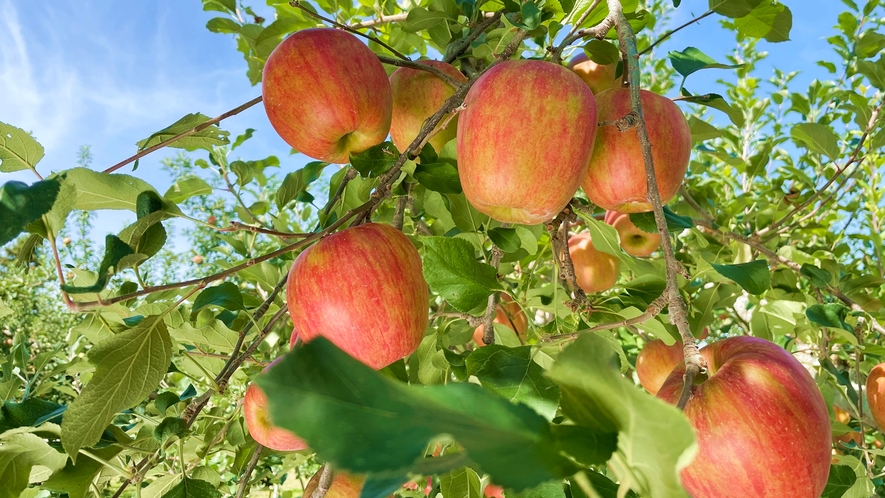 *周辺（リンゴの木）/信州の秋と言えばつやつやに赤く実ったリンゴです