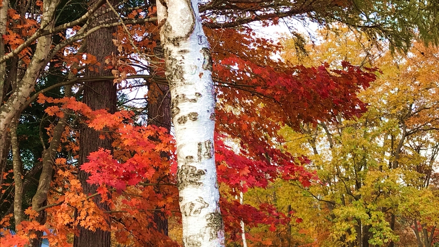 *周辺（紅葉）/ブナ・カラマツ・シラカバなどの様々な色合いの紅葉を楽しむことができます