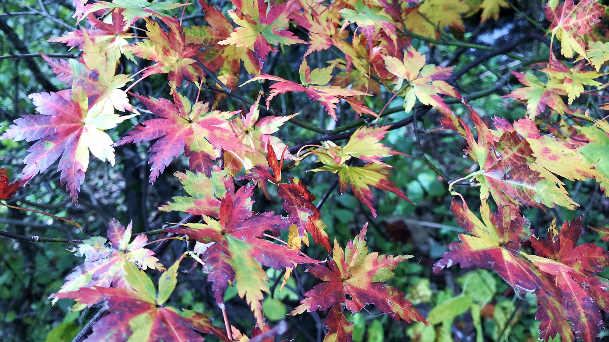 *周辺（紅葉）/秋はモミジをはじめ高原植物の紅葉を楽しむことができます