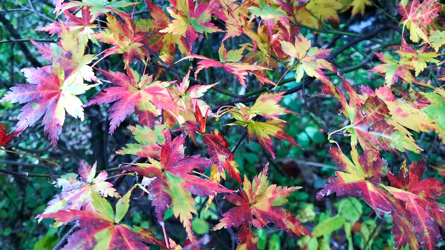 *周辺（紅葉）/秋はモミジをはじめ高原植物の紅葉を楽しむことができます