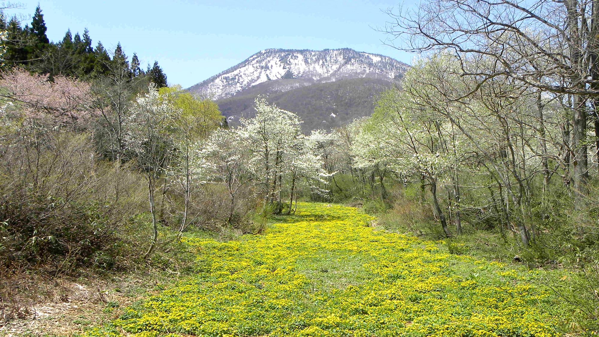 *周辺（牡鹿湿原の春）/こぶしの花とリュウキンカのお花畑