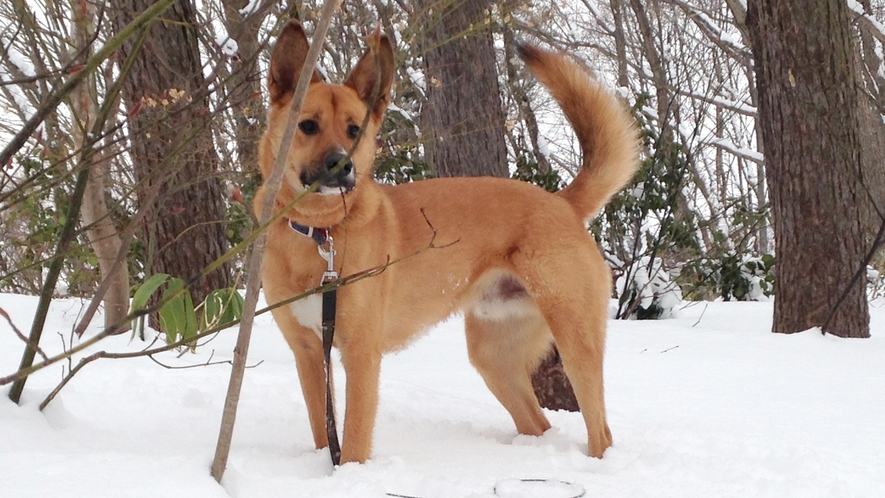 *看板犬のルイ/雪の中で元気に走り回ります