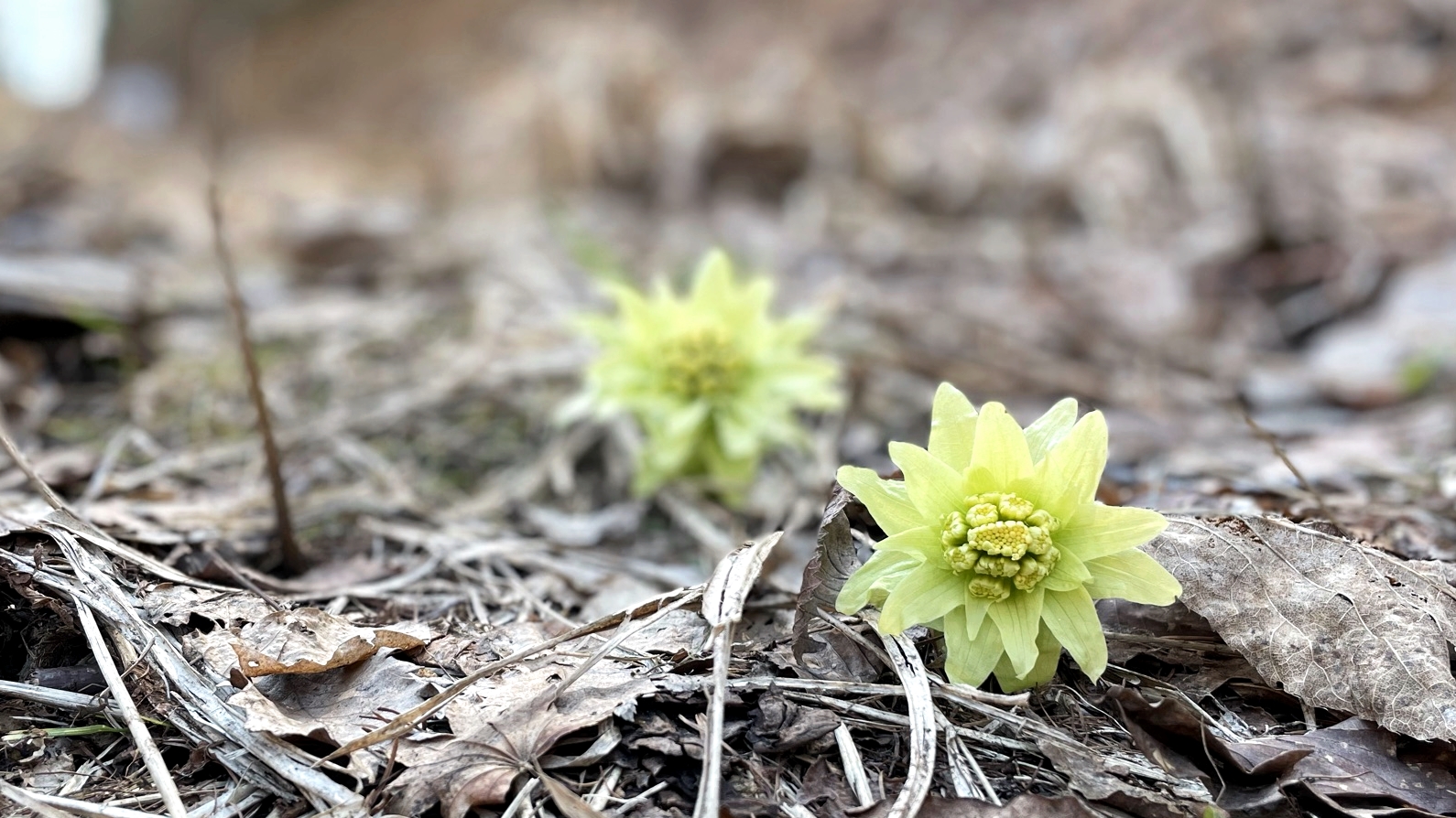 *周辺（ふきのとう）/雪解けが始まり、山菜の季節到来♪春の香りがディナーに彩を添えます。