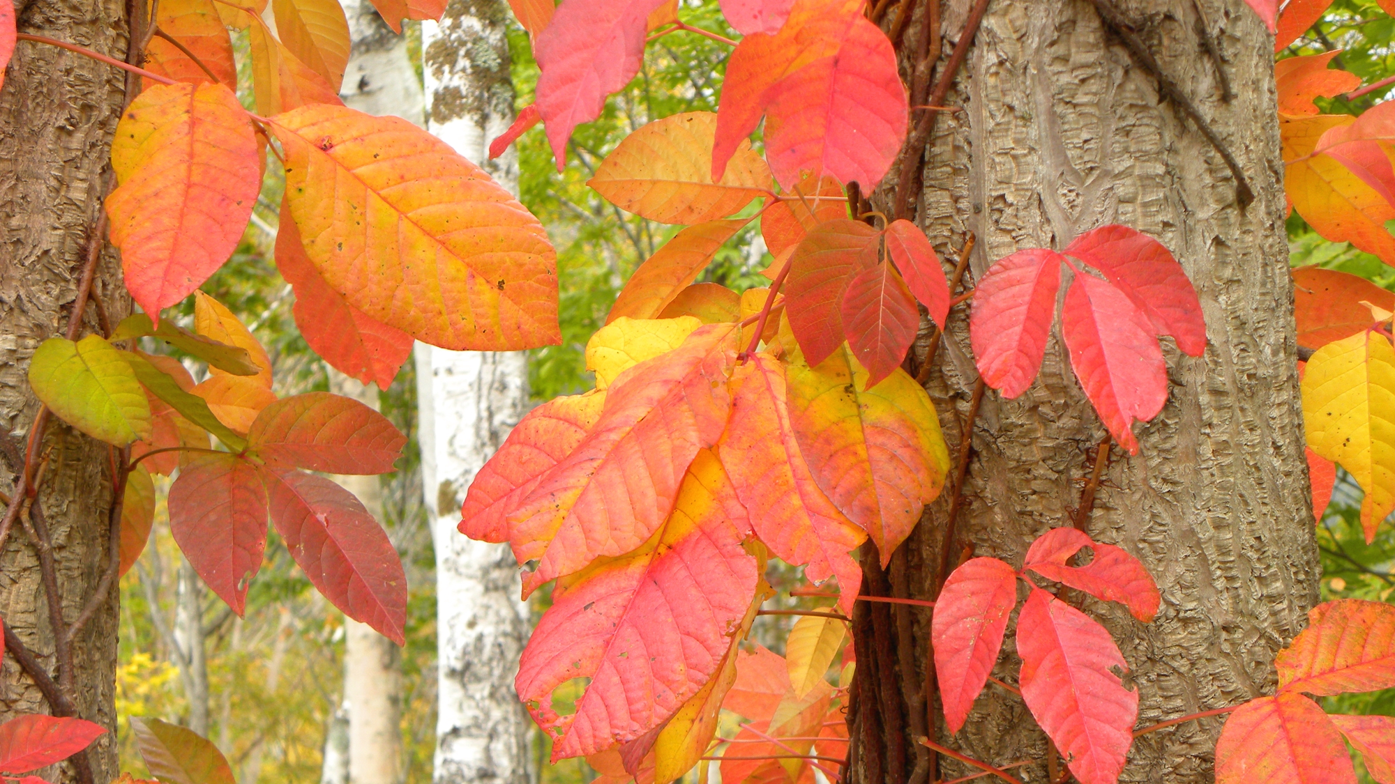 *周辺（白樺）/秋のシラカバを彩るのは赤い紅葉のツタたちです