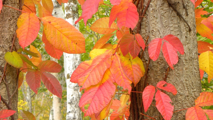 *周辺（白樺）/秋のシラカバを彩るのは赤い紅葉のツタたちです