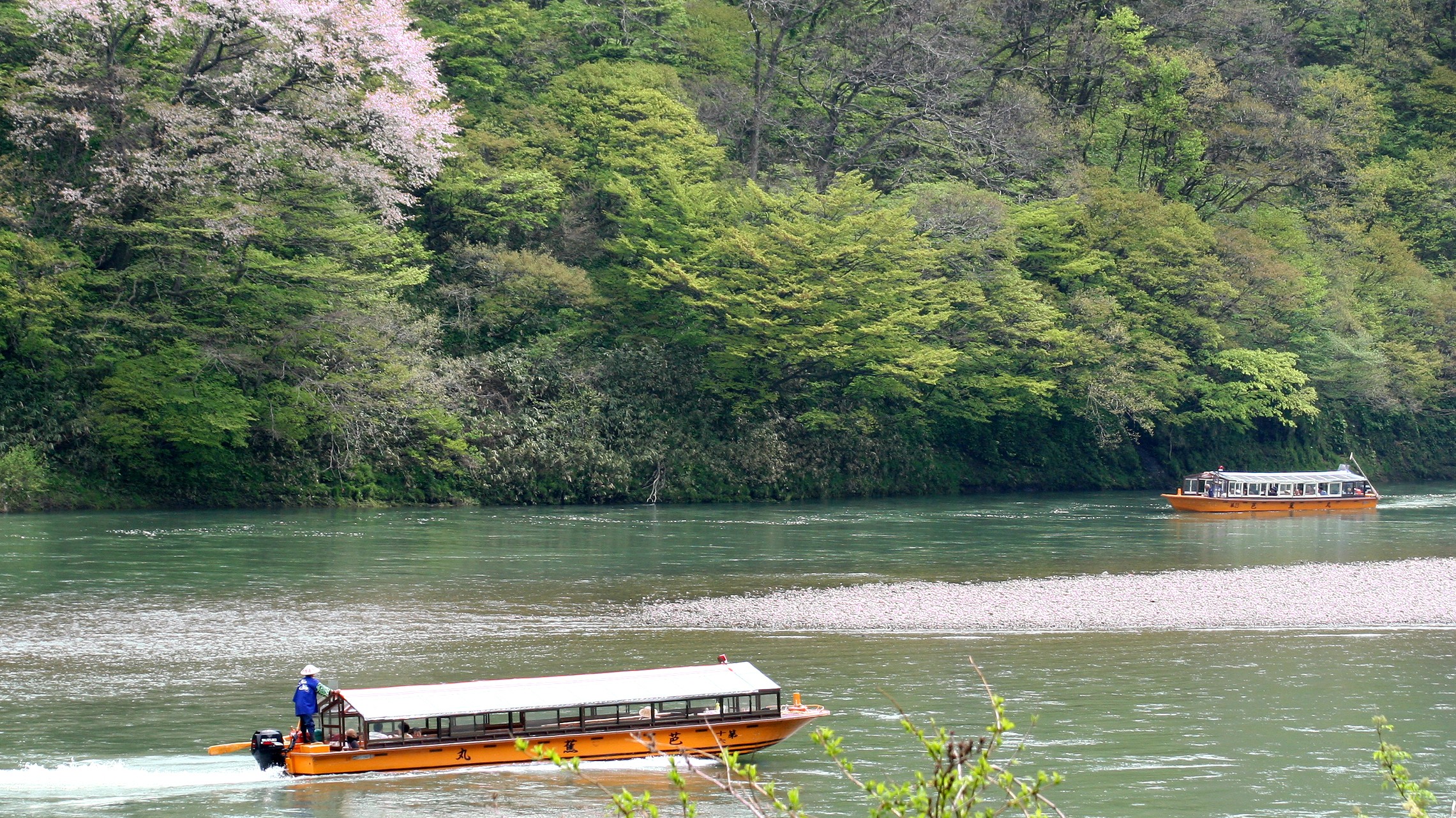 【最上川舟下り】山桜が綺麗な春の季節～