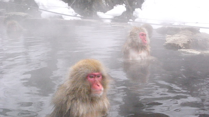 「野猿公苑」可愛らしいお猿さんの入浴