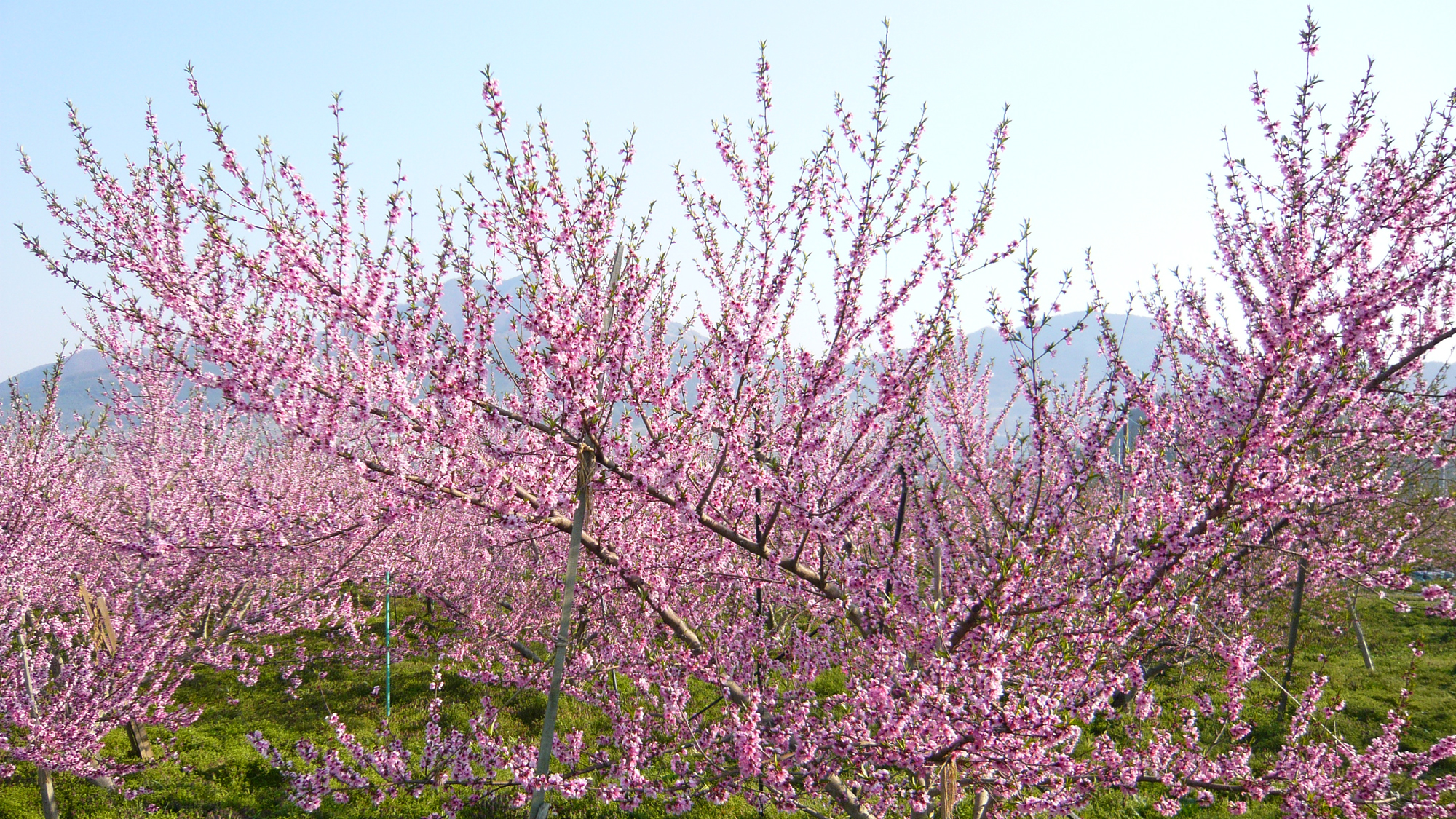 桃の花、リンゴの花、杏の花も綺麗です