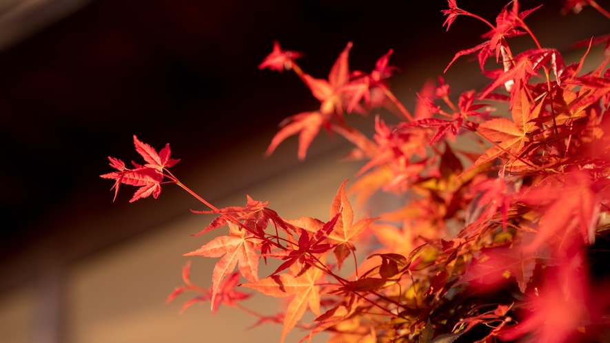 秋には玄関の紅葉もお楽しみいただけます