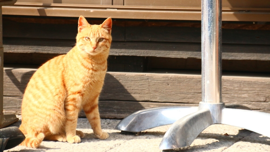 ー大人気ー看板猫ちゃん