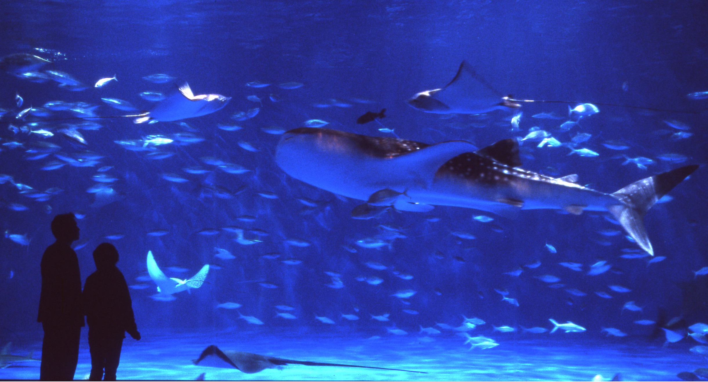 いおワールドかごしま水族館　