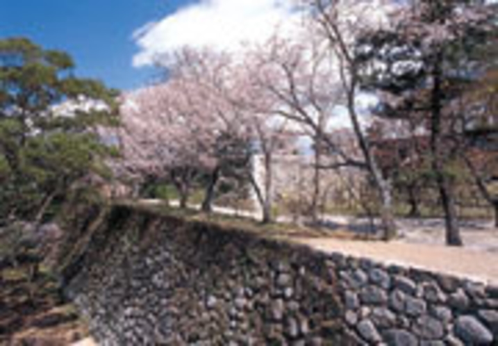 松阪城（桜）