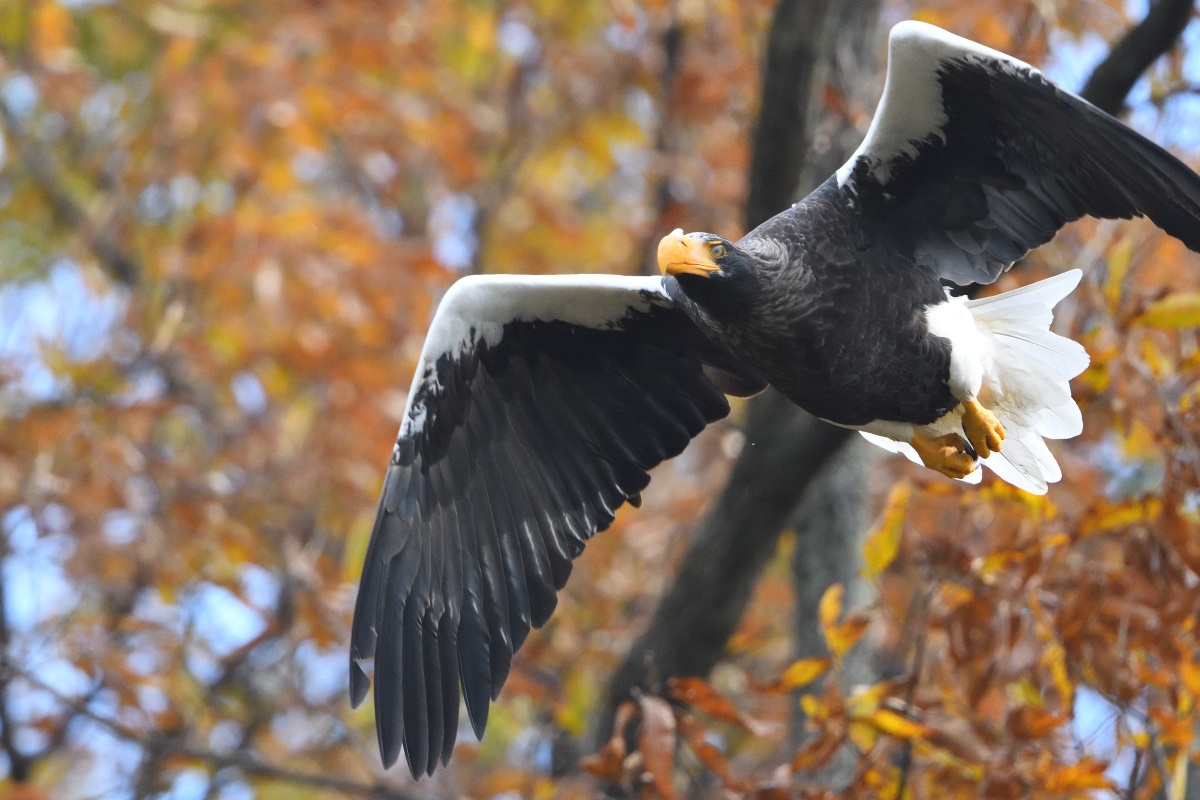 【地産地消の料理】 冬の湖北で大人気オオワシ「おばあちゃん」に会いに行く観察案内プラン