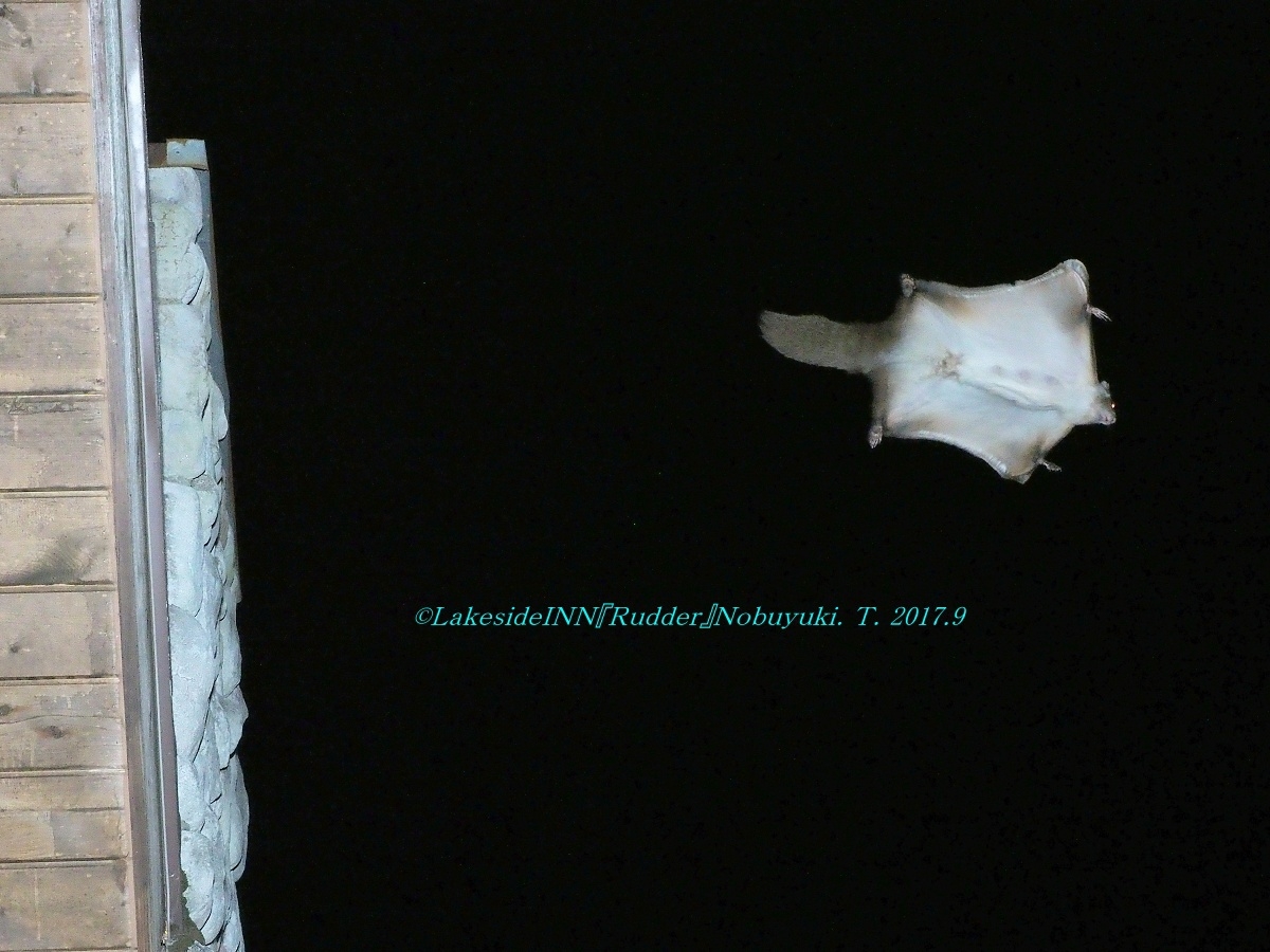 ムササビを少し観察するプラン☆彡運が良ければ会えるかも