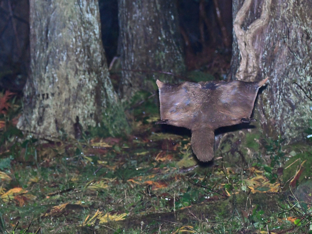 ムササビを少し観察するプラン☆彡運が良ければ会えるかも