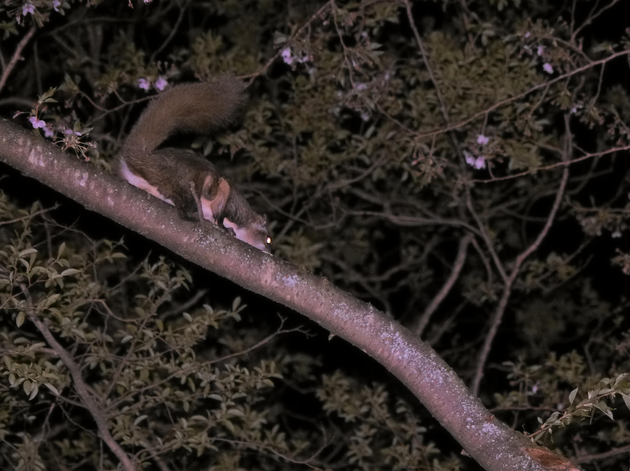 ムササビを少し観察するプラン☆彡運が良ければ会えるかも