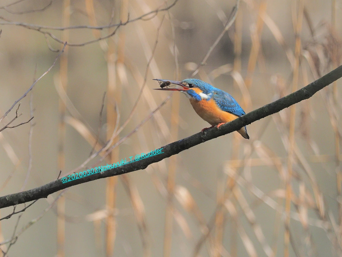 【地産地消の料理】 冬の湖北で大人気オオワシ「おばあちゃん」に会いに行く観察案内プラン