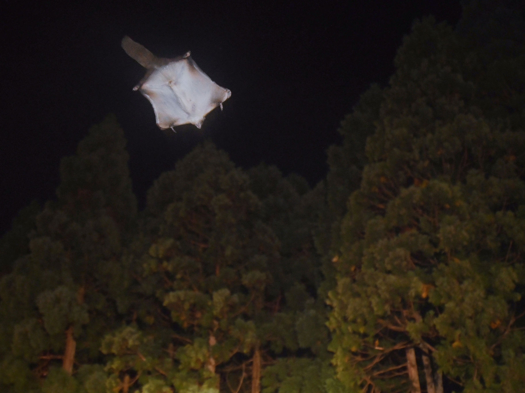 ムササビを少し観察するプラン☆彡運が良ければ会えるかも