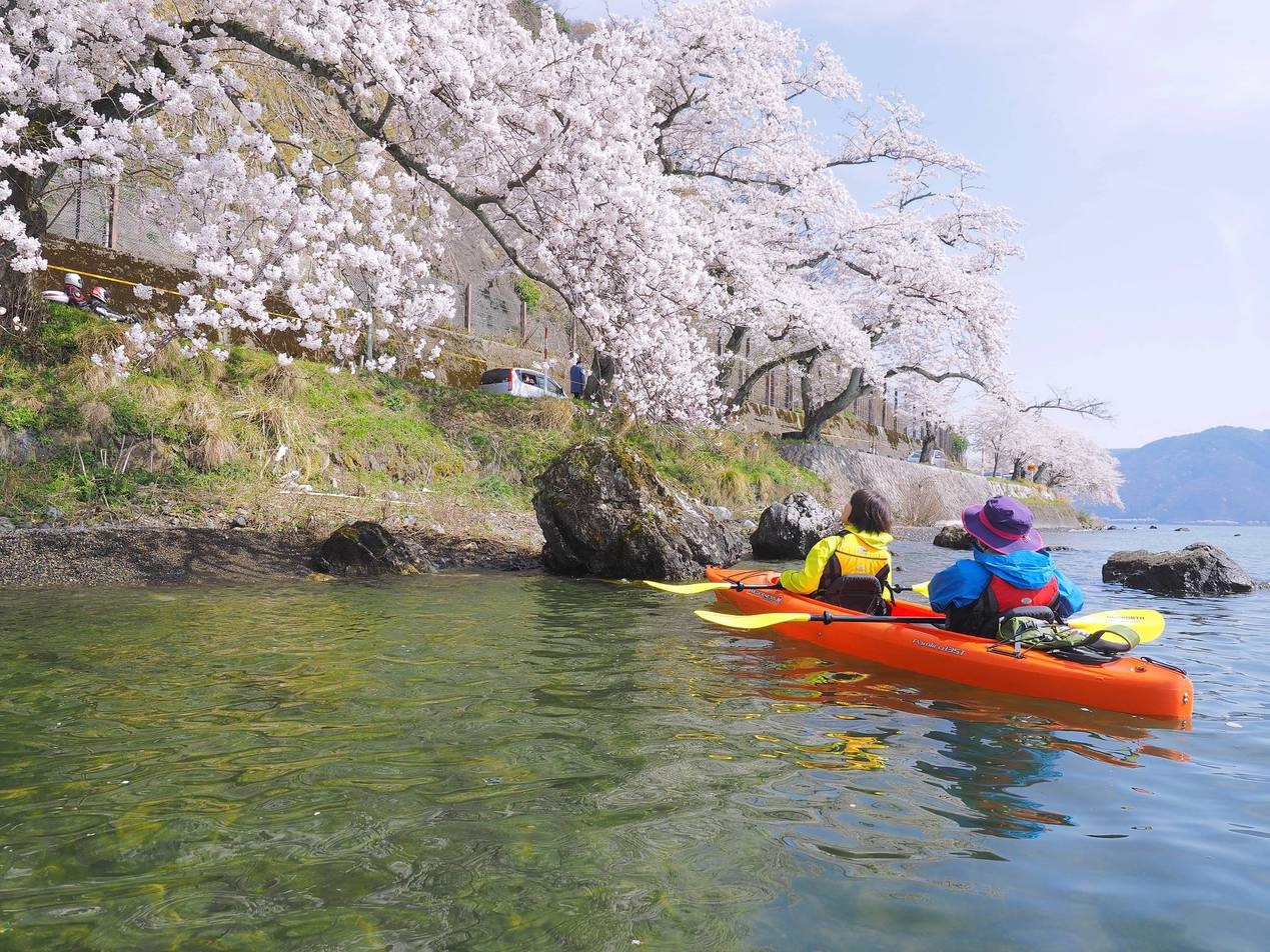 桜百選の奥琵琶湖畔をカヤックでお花見体験ツアー【カップル・ファミリー・シニア】体験費用別途必要