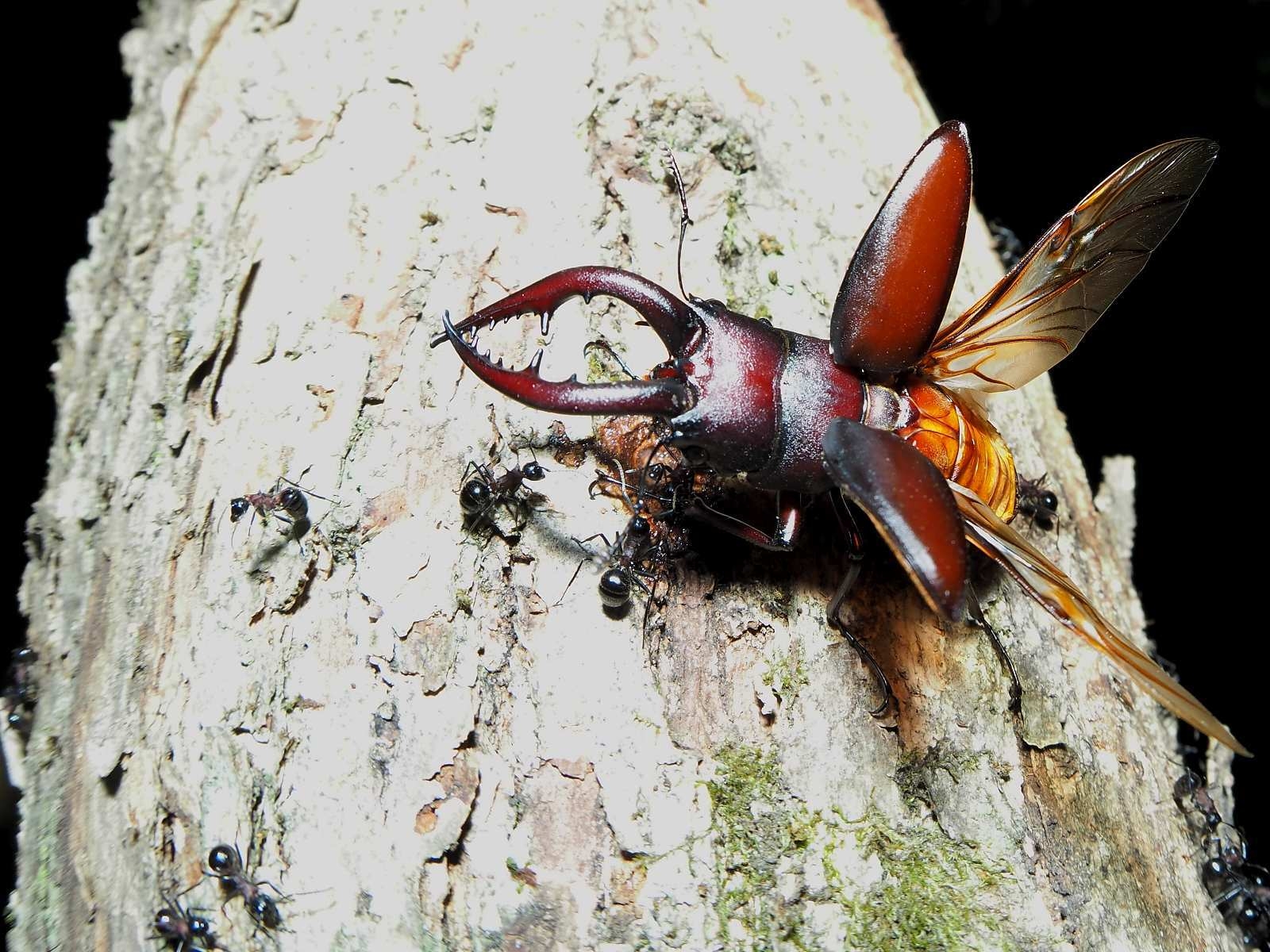 夏の夜の昆虫キング「カブトムシ」など探しに行こう！ガイドプラン（体験＆保険費用込み）