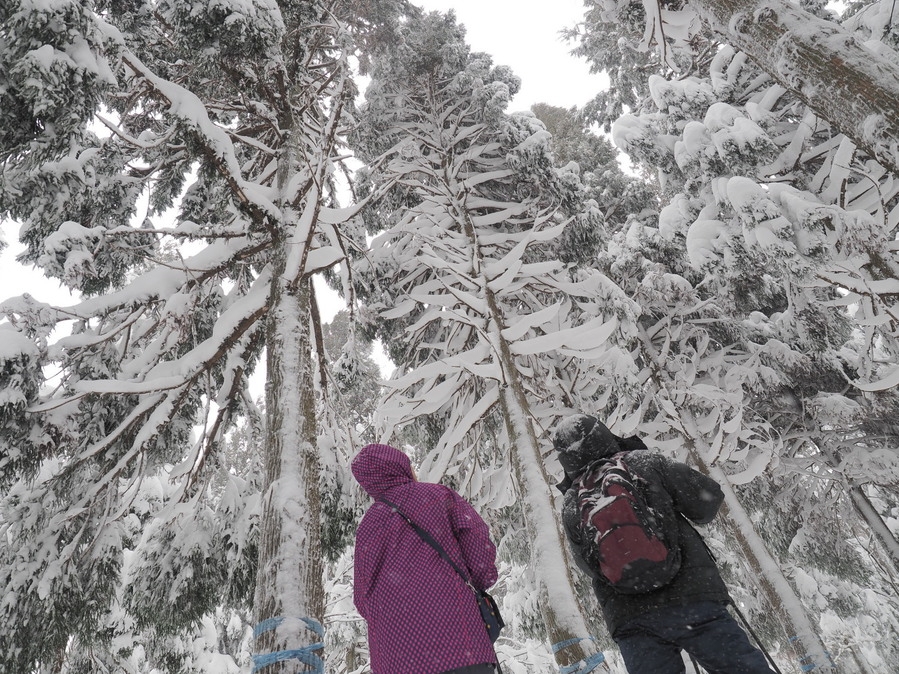 雪の湖北・北琵琶湖をお気軽に「スノーシュー」体験プラン（箱館山スキー場）別途ガイド料金等必要