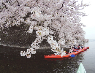 海津大崎の桜