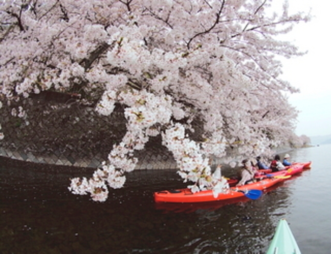 海津大崎の桜