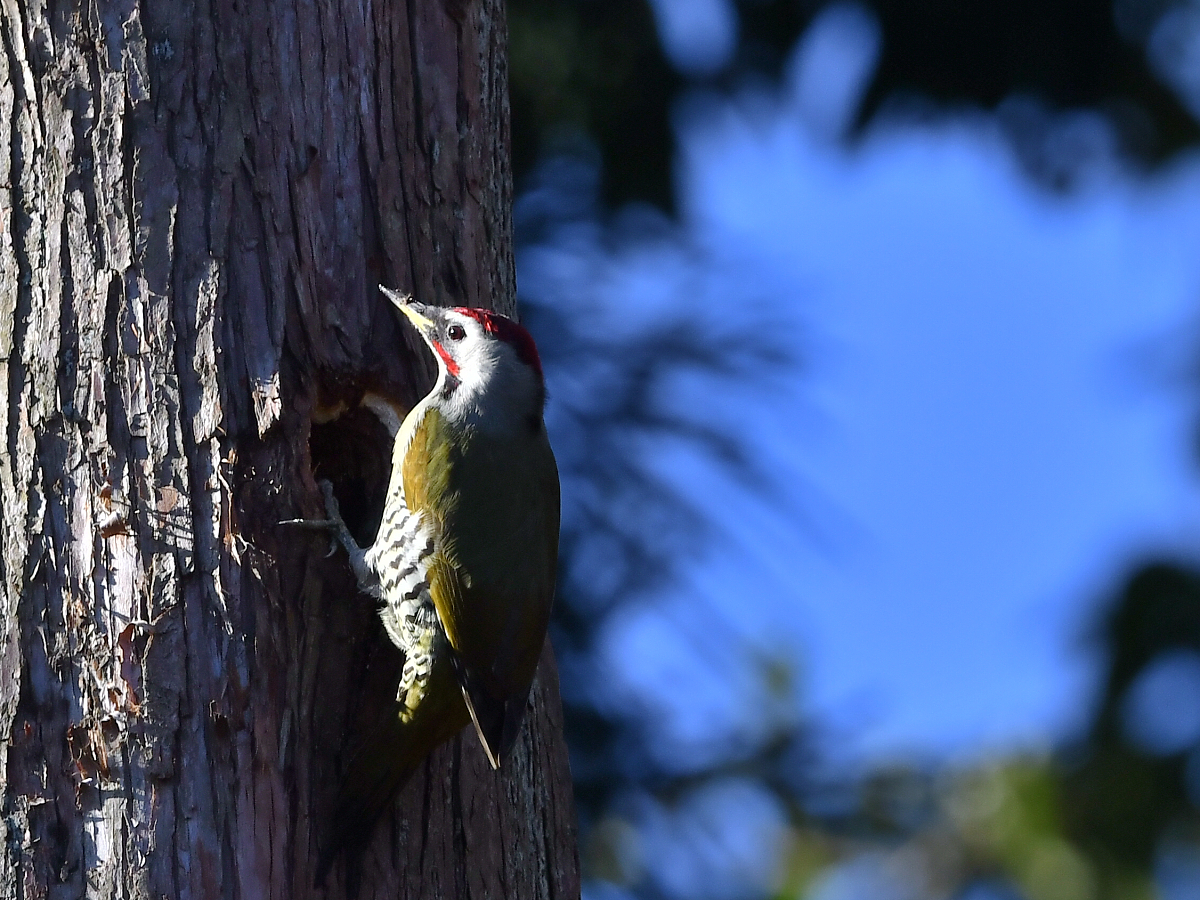 ラダー横にてアオゲラ