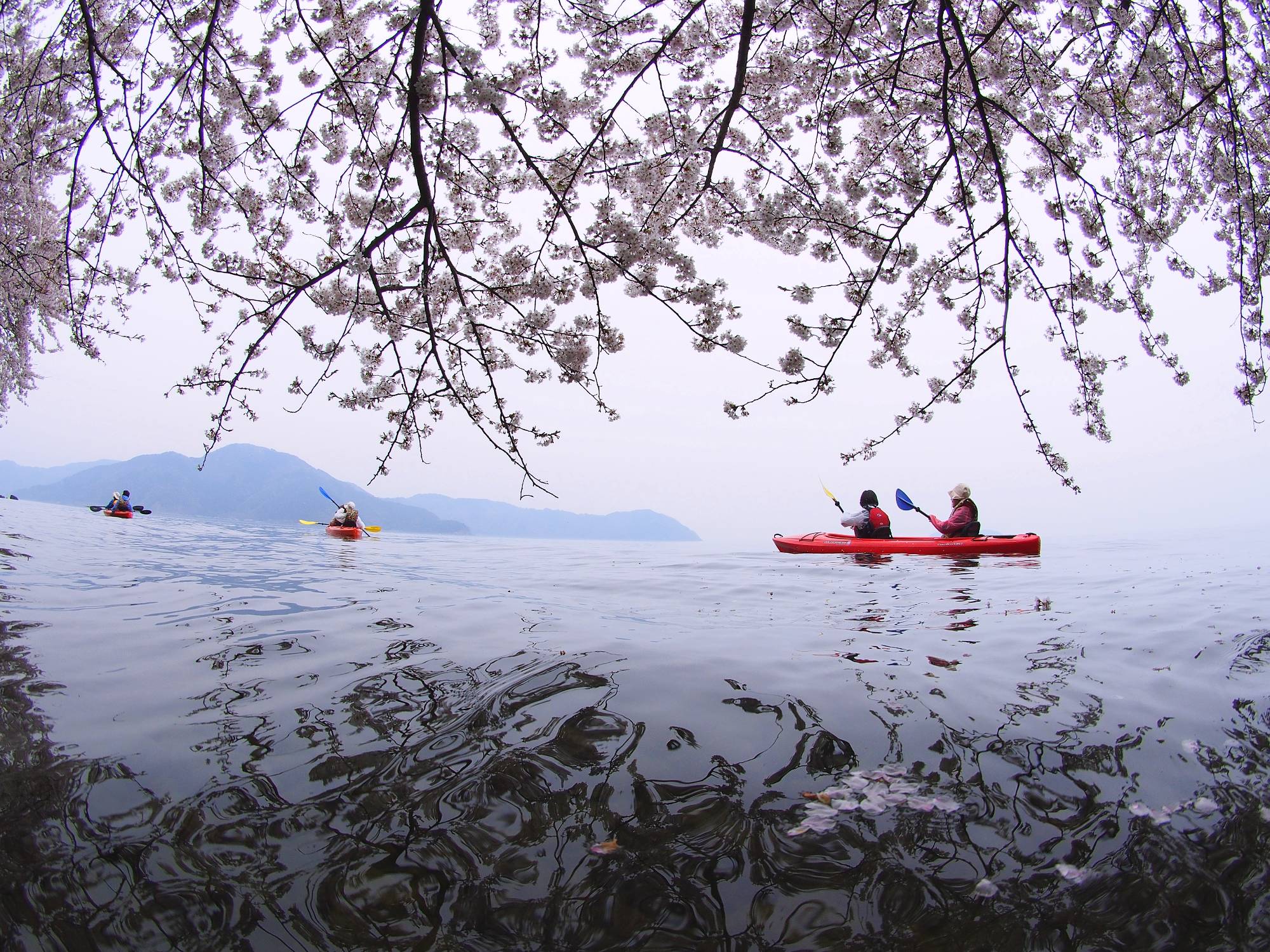 お花見カヌー体験ツア（水鏡①）