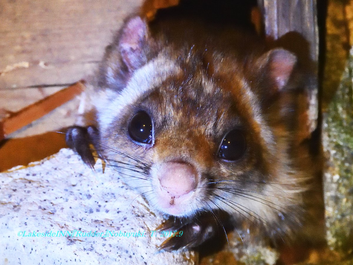 ムササビ（真正面）