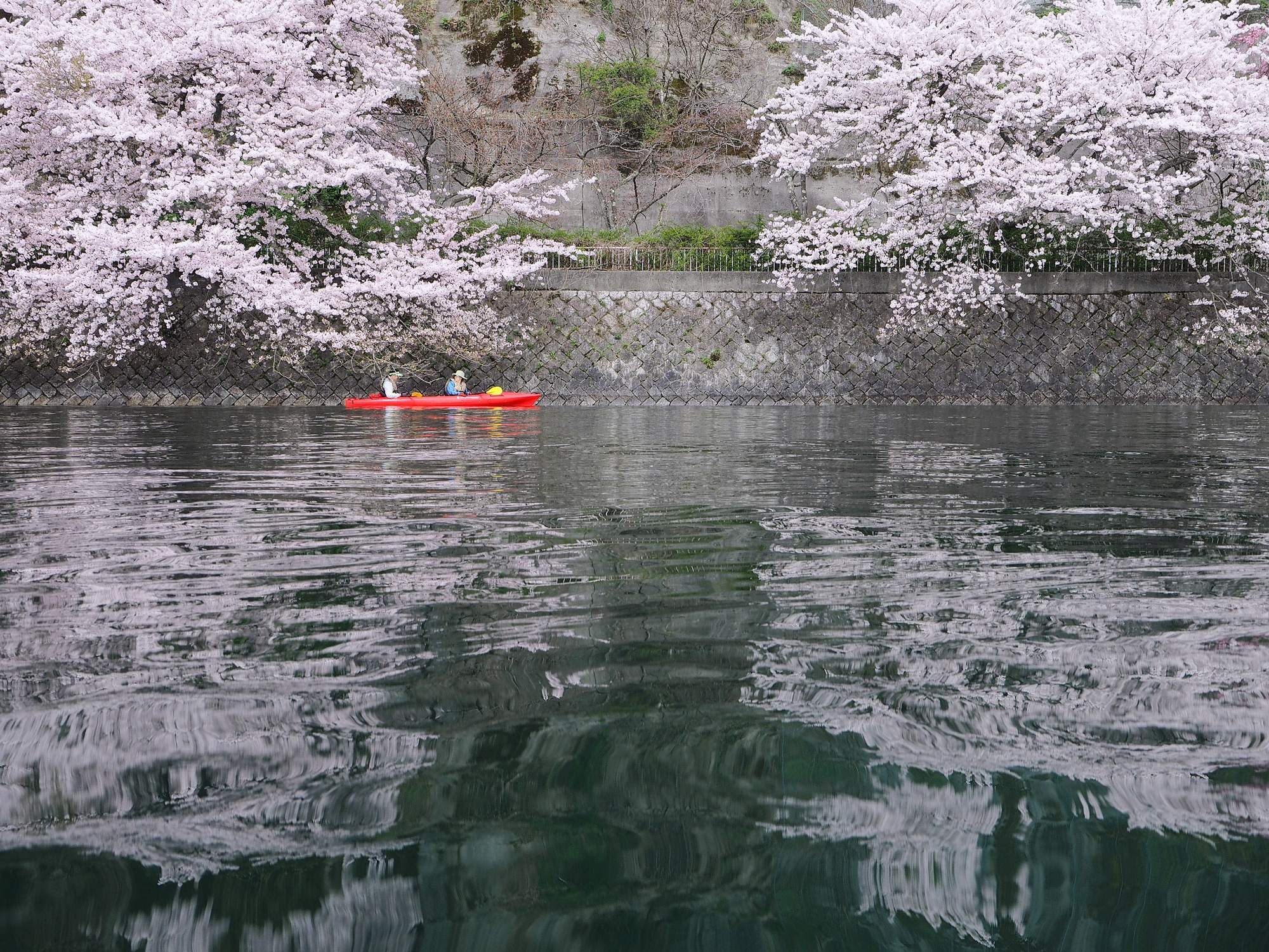 お花見カヌー体験ツア（水鏡②）