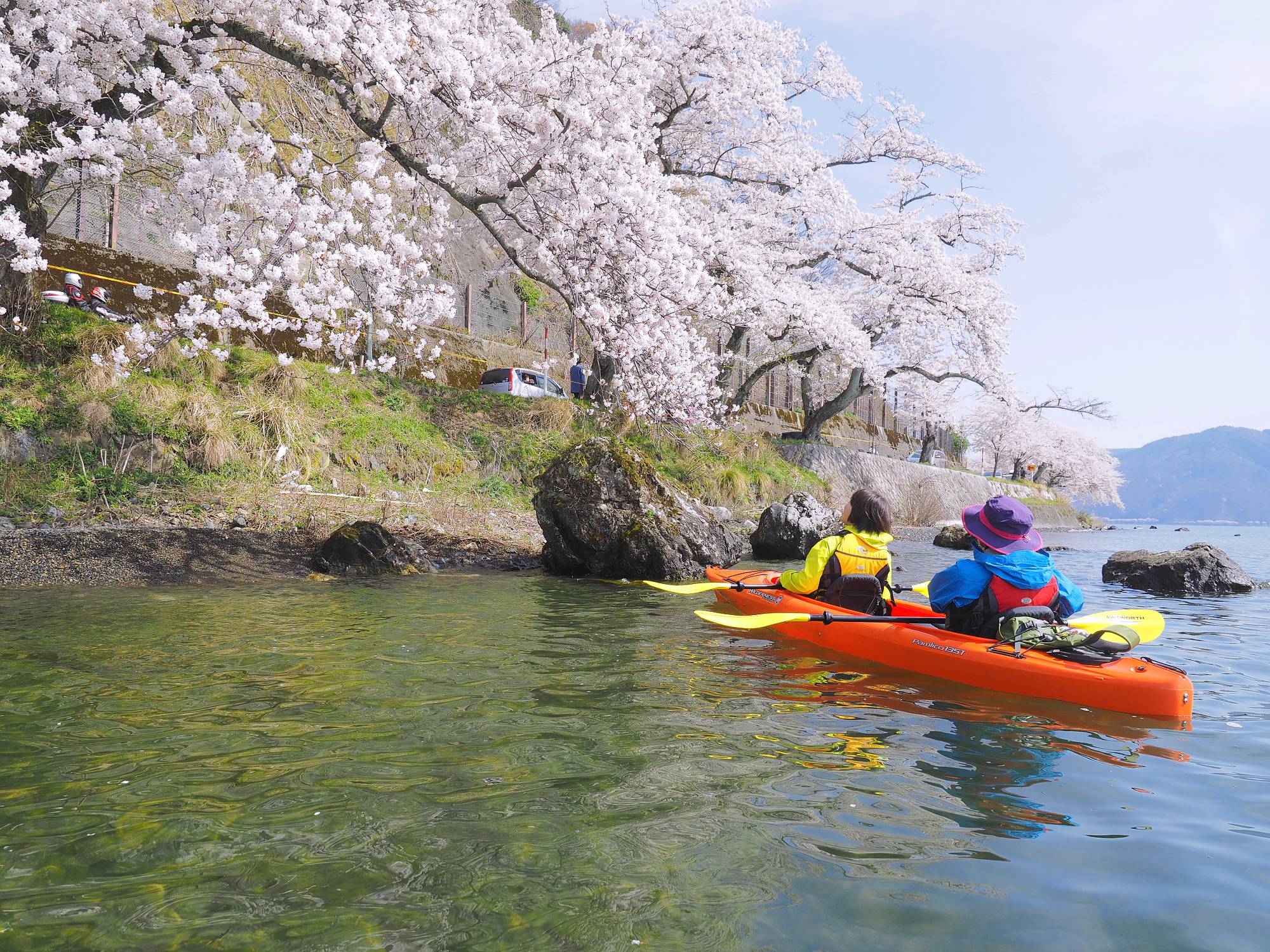お花見カヌー体験ツア（花見）