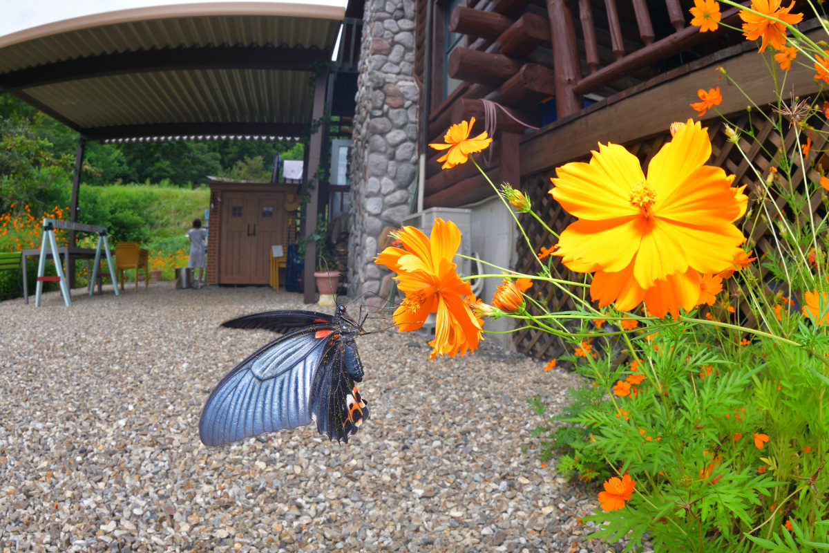 バタフライガーデンにやってきたナガサキアゲハ