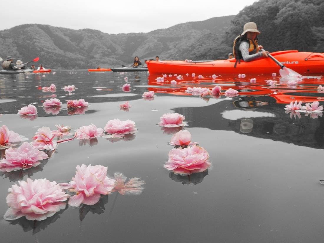 八重桜の落ちた時