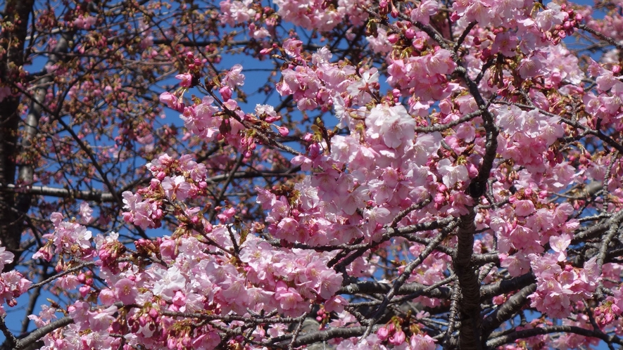 河津桜原木